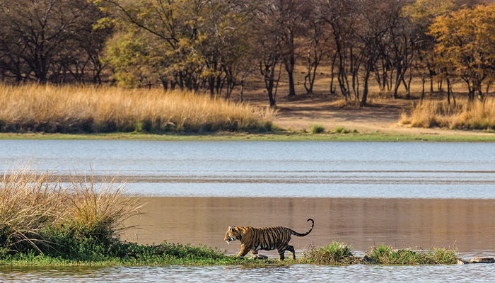5 Indian National Parks Every Wildlife Lover Should Visit
